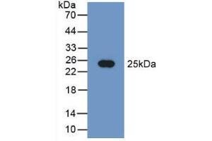 Western blot analysis of recombinant Human PEBP1. (PEBP1 anticorps  (AA 2-187))