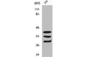 Western Blot analysis of COLO205 cells using hnRNP A1 Polyclonal Antibody (HNRNPA1 anticorps  (Internal Region))
