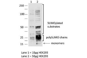 Sample:  HEK293 cells (10ug, 50ug)  Dilution : 1:1000 (SUMO3 anticorps  (N-Term))