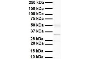 WB Suggested Anti-Pantibody Titration: 1 ug/mL Sample Type: Human heart