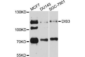 Western blot analysis of extracts of various cell lines, using DIS3 antibody. (DIS3 anticorps)