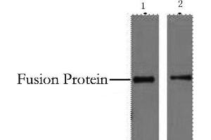 Western Blot analysis of 2 μg His fusion protein using His-Tag Monoclonal Antibody at dilution of 1) 1:5000 2) 1:10000. (His Tag anticorps)