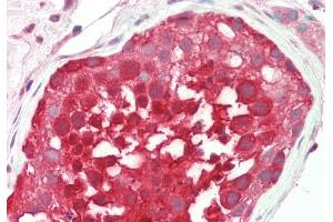 Rabbit Anti-RANBP1 antibody  Formalin Fixed Paraffin Embedded Tissue: Human Testis Primary antibody Concentration: 1:200 Secondary Antibody: Donkey anti-Rabbit-Cy3 Secondary Antibody Concentration: 1:200 Magnification: 20x Exposure Time: 0.