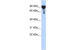 WB Suggested Anti-EXOC3 Antibody Titration: 0. (EXOC3 anticorps  (Middle Region))
