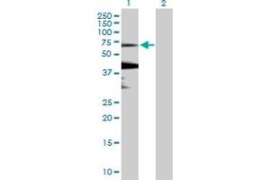 Western Blot analysis of KLHL7 expression in transfected 293T cell line by KLHL7 MaxPab polyclonal antibody.