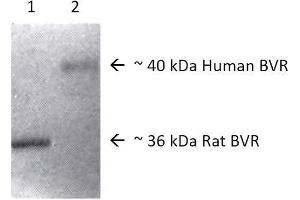 Western blot analysis of Human, Rat Brain cell lysates showing detection of BVR protein using Rabbit Anti-BVR Polyclonal Antibody . (Biliverdin Reductase anticorps  (Biotin))