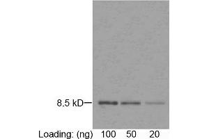 Loading: purified rGuIL-8 (Z00288) Primary antibody: 1 µg/mL Mouse Anti-Human IL-8 Monoclonal Antibody (ABIN398306) Secondary antibody: Goat Anti-Mouse IgG (H&L) [HRP] Polyclonal Antibody (ABIN398387, 1: 1,000) The signal was developed with DAB substrate. (IL-8 anticorps)