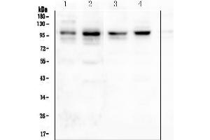 Western blot analysis of PSD95 using anti-PSD95 antibody (ABIN3043563).