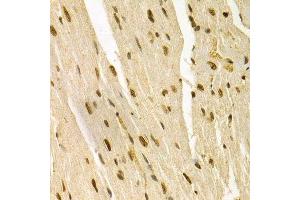 Immunohistochemistry of paraffin-embedded mouse heart using MAPK3 Antibody.
