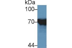 Detection of HSPA1L in Human HepG2 cell lysate using Polyclonal Antibody to Heat Shock 70 kDa Protein 1 Like Protein (HSPA1L)