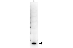 Western Blotting (WB) image for Streptavidin protein (HRP) (ABIN964537)