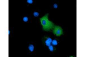 Immunofluorescence (IF) image for anti-rho GTPase Activating Protein 25 (ARHGAP25) antibody (ABIN1496704) (ARHGAP25 anticorps)