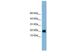 GOLGA7 antibody used at 1 ug/ml to detect target protein. (Golgin A7 anticorps  (Middle Region))