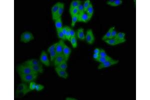 Immunofluorescence staining of HepG2 cells with ABIN7164397 at 1:200, counter-stained with DAPI. (DPY19L3 anticorps  (AA 587-697))