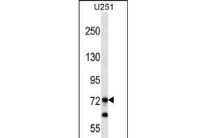 PEG10 Antibody (N-term) (ABIN656590 and ABIN2845851) western blot analysis in  cell line lysates (35 μg/lane). (PEG10 anticorps  (N-Term))