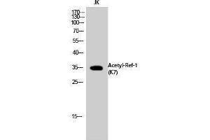 Western Blotting (WB) image for anti-Apurinic/Apyrimidinic Endonuclease 1 (APEX1) (acLys7) antibody (ABIN3172829) (APEX1 anticorps  (acLys7))
