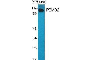 Western Blot (WB) analysis of specific cells using PSMD2 Polyclonal Antibody.