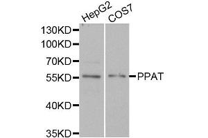 Western blot analysis of extracts of HepG2 and COS7 cell lines, using PPAT antibody. (PPAT anticorps)