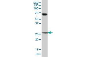 BCAP31 MaxPab polyclonal antibody.