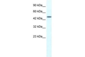 Western Blotting (WB) image for anti-Tripartite Motif Containing 39 (TRIM39) antibody (ABIN2461043) (TRIM39 anticorps)