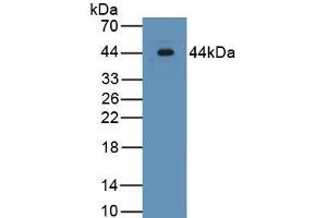 Detection of Recombinant INHA, Human using Monoclonal Antibody to Inhibin Alpha (INHa)