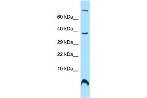 WB Suggested Anti-OST4 Antibody Titration: 1. (OST4 anticorps  (C-Term))