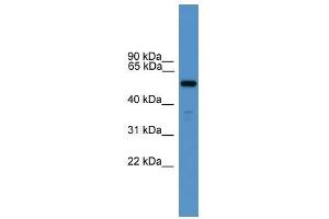 RXFP3 antibody used at 0. (Relaxin 3 Receptor 1 anticorps  (N-Term))