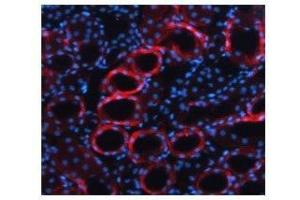 TGFB1 antibody used at a concentration of 5-10 ug/ml to detect mouse kidney (red). (TGFB1 anticorps  (Middle Region))