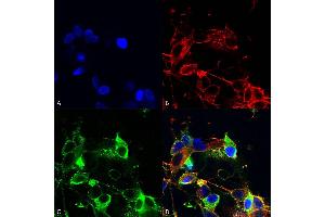 anti-Adhesion Molecule with Ig-Like Domain 1 (AMIGO1) (AA 554-574) antibody (Biotin)