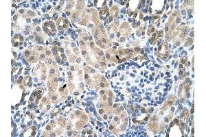 SLC19A1 antibody was used for immunohistochemistry at a concentration of 4-8 ug/ml to stain Epithelial cells of renal tubule (arrows) in Human Kidney.