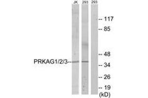 Western blot analysis of extracts from 293/Jurkat cells, using PRKAG1/2/3 Antibody. (PRKAG1/2/3 anticorps  (AA 46-95))