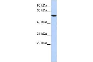 Western Blotting (WB) image for anti-Zinc Finger Protein 248 (ZNF248) antibody (ABIN2458194)