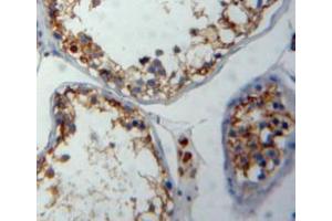IHC-P analysis of testis tissue, with DAB staining. (FNBP1 anticorps  (AA 348-529))