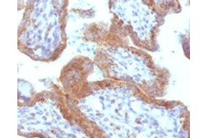 IHC testing of FFPE human placenta with MAML2 antibody (clone MMLP2-1). (MAML2 anticorps)