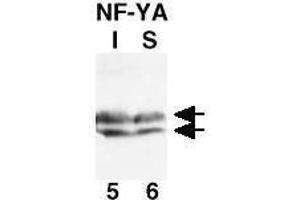 Western Blot of Rabbit Anti-NF-Y(A subunit) Antibody. (NFYA anticorps  (N-Term))