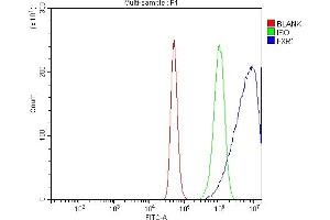 anti-Fragile X Mental Retardation, Autosomal Homolog 1 (FXR1) (AA 149-614) antibody