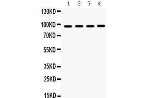 Western Blotting (WB) image for anti-Heat Shock Protein 90kDa beta (Grp94), Member 1 (HSP90B1) (AA 43-221) antibody (ABIN3042463) (GRP94 anticorps  (AA 43-221))