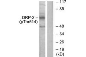 DRP2 anticorps  (pThr514)