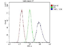 Flow Cytometry analysis of A431 cells using anti-PARN antibody (ABIN6719422). (PARN anticorps  (AA 1-301))