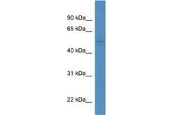 KCNK5 antibody  (AA 236-285)