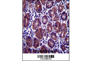 EIF2S1 Antibody immunohistochemistry analysis in formalin fixed and paraffin embedded human stomach tissue followed by peroxidase conjugation of the secondary antibody and DAB staining. (EIF2S1 anticorps  (N-Term))