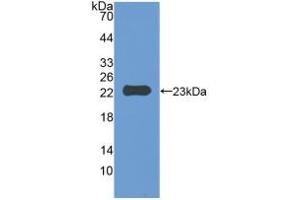 Western blot analysis of recombinant Mouse IAP. (CD47 anticorps  (AA 18-219))