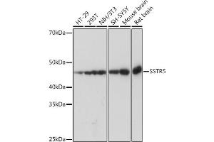 Western blot analysis of extracts of various cell lines, using SSTR5 Rabbit mAb (ABIN7270495) at 1:1000 dilution. (SSTR5 anticorps)