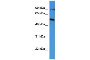 WB Suggested Anti-OVGP1  Antibody Titration: 0. (OVGP1 anticorps  (C-Term))