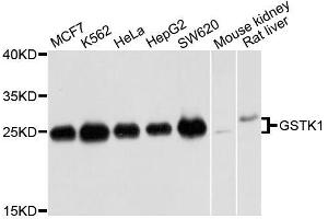 Western blot analysis of extracts of various cell lines, using GSTK1 antibody. (GSTK1 anticorps  (AA 1-226))