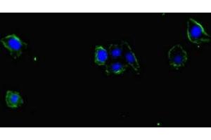 Immunofluorescent analysis of HepG2 cells using ABIN7169848 at dilution of 1:100 and Alexa Fluor 488-congugated AffiniPure Goat Anti-Rabbit IgG(H+L) (SMIM1 anticorps  (AA 1-46))