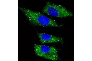 Immunofluorescent analysis of 4 % paraformaldehyde-fixed, 0.