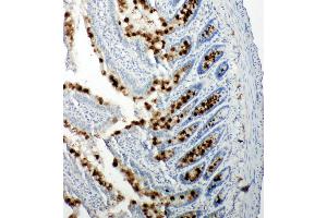 Anti-p107 antibody, IHC(P) IHC(P): Rat Intestine Tissue (p107 anticorps  (C-Term))