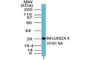 Image no. 1 for anti-Influenza A Virus H1N1 antibody (Influenza Virus) (AA 35-48) (ABIN960233) (Influenza A Virus H1N1 anticorps (Influenza Virus) (AA 35-48))