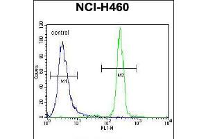 Flow cytometric analysis of NCI-H460 cells (right histogram) compared to a negative control cell (left histogram). (XYLT1 anticorps  (N-Term))